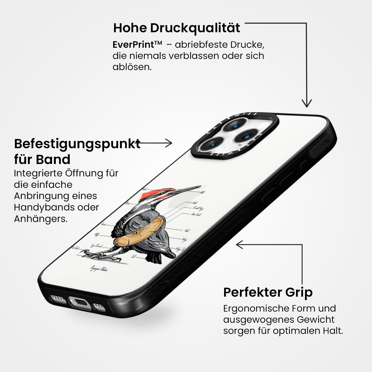 Spechtanatomie - Hülle